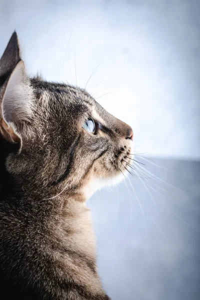 Tabby Cat Looking Portrait Tabby Cat — Stock Photo, Image