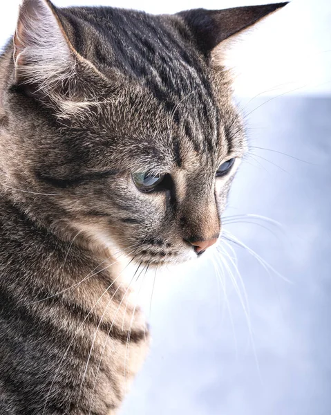 Tabby Kitten Sitting Gray Background Looks — Stock Photo, Image