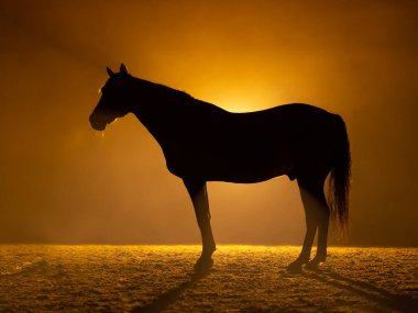 Silhouette of a standing big Horse in a orange smokey atmosphere. A bright lamp behind the horse gives a aura around the horse.