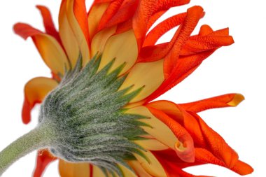 Macro view of the side and backside of an orange Spider Gerbera or African Daisy with yellow leaves on the back, isolated on a white background