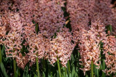 Close up of a field of salmon coloured hyacinths with green stem leaves