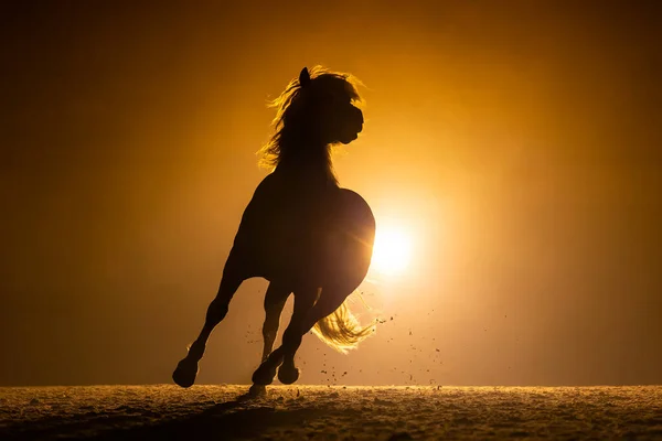 Silhouette of a galoping Haflinger Horse with his head in the air in a orange smokey atmosphere. A bright lamp shines behind the horse.