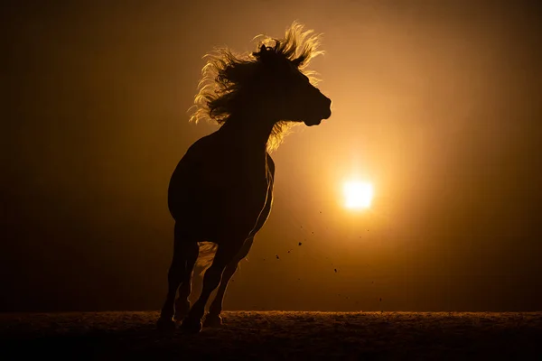 Silhouette of a runing Haflinger Horse with waving manes in a radiant orange smokey atmosphere. A bright lamp lights the background behind the horse
