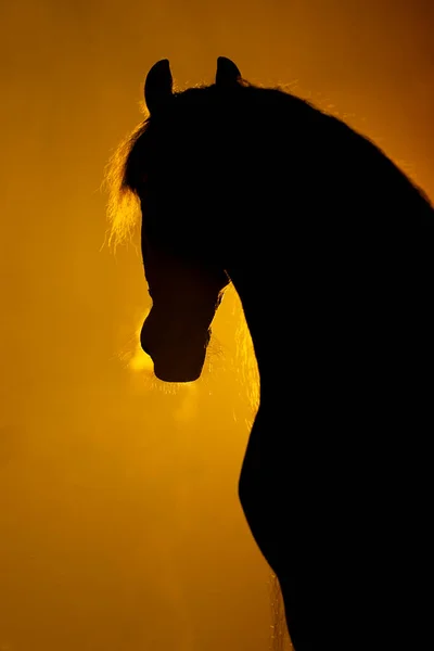 Silhouette of the head of a big Frisian Horse in a orange smokey atmosphere. A bright lamp lights the smoke behind the horse.