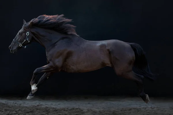 Big Black Galloping Horse Cross Breed Friesian Spanish Andalusian Horse — Stok fotoğraf