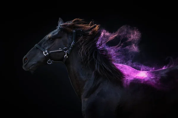 Side portrait of a fiery big horse, cross breed between a Friesian and Spanish Andalusian horse, on a black background with purple pink powder on his waving manes.