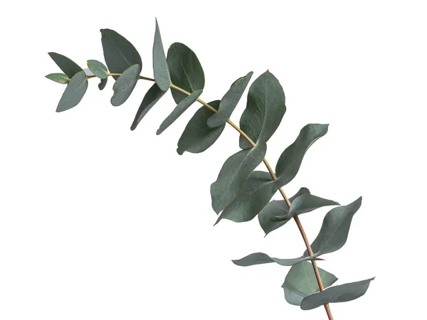 Detailed Grey Green Glaucous Leaves Branch Eucalyptus Tree Seen Side — Stok fotoğraf