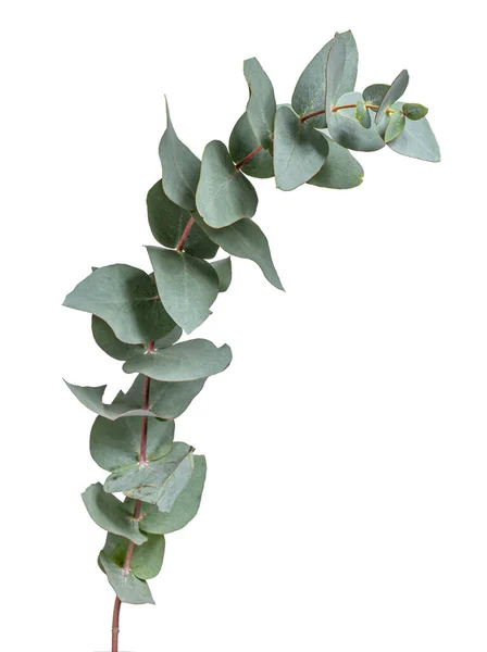 Grey Green Glaucous Leaves Branch Eucalyptus Tree Seen Side Isolated — Fotografia de Stock