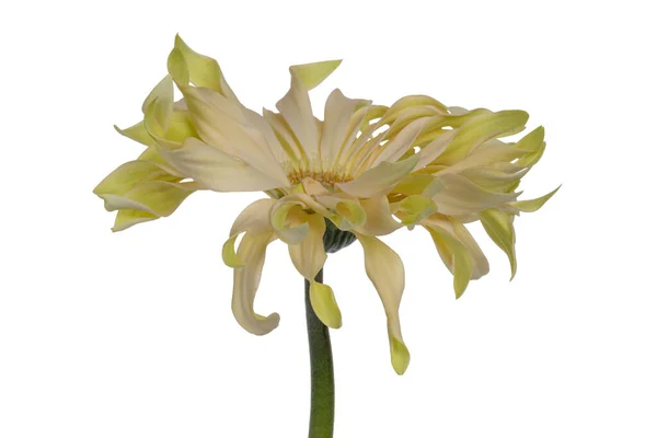 Detailed side view of a yellow lime Spider Gerbera or African Daisy on a green stem, isolated on a white background
