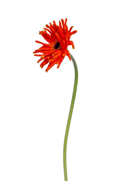 Side view of an orange Spider Gerbera or African Daisy on a large green stem, with yellow leaves on the back, isolated on a white background