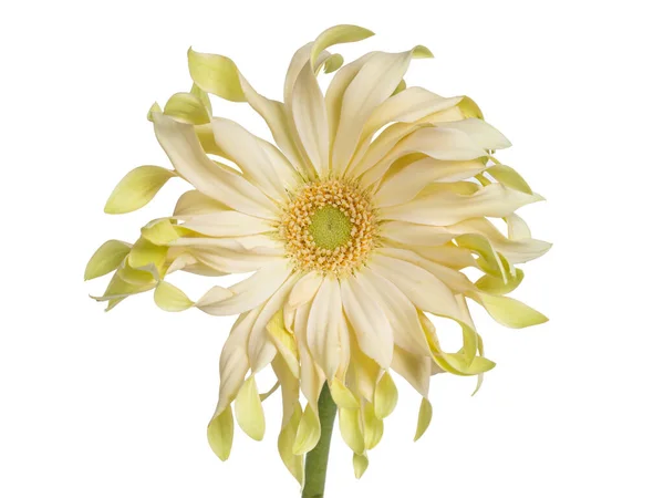 Top View Yellow Lime Gerbera African Daisy Isolated White Background — Stock Photo, Image