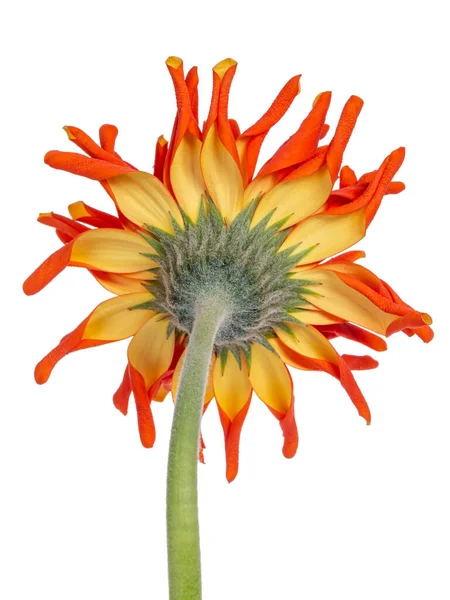 Macro view of the back of an orange Spider Gerbera or African Daisy with yellow leaves on the back, isolated on a white background