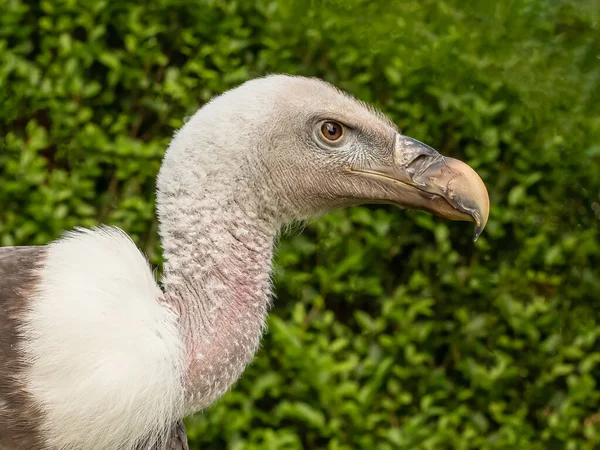 Close Young Adult Ruppell Griffon Vulture Gyps Rueppelli Head Facing — Stock Photo, Image