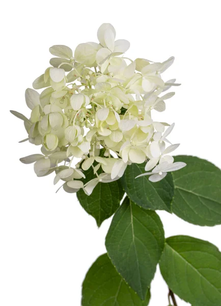 Cabeza Flor Blanca Color Verde Lima Hortensia Horangia Paniculata Limelight —  Fotos de Stock