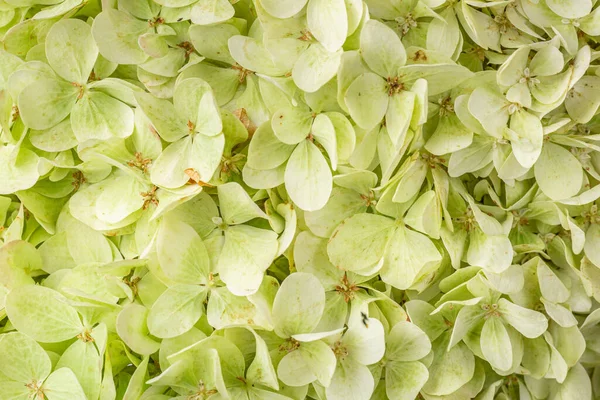 Frame filling view of lime green hydrangea or hortensia flowers (hydrangia paniculata 'limelight')