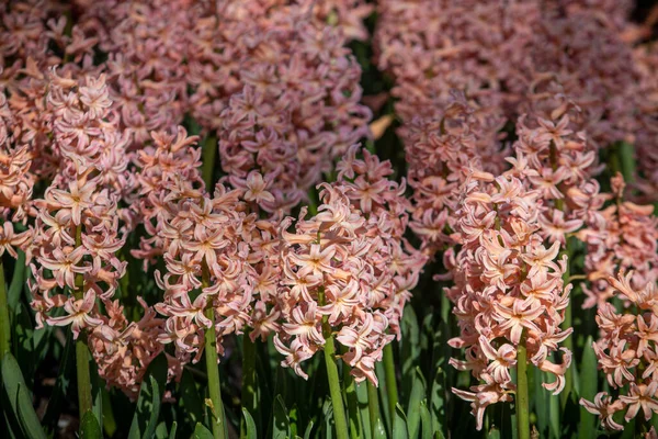 Close up of a field of salmon coloured hyacinths with green stem leaves