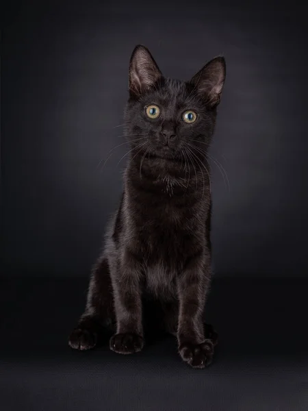 Cute Black House Cat Kitten Looking Intens Camera Isolated Black — Zdjęcie stockowe