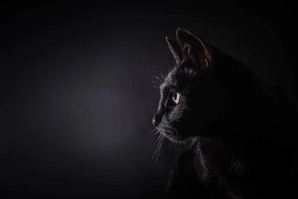 Side view of a light rimmed black house cat with an intens stare into the spotlight. Isolated on a black background.