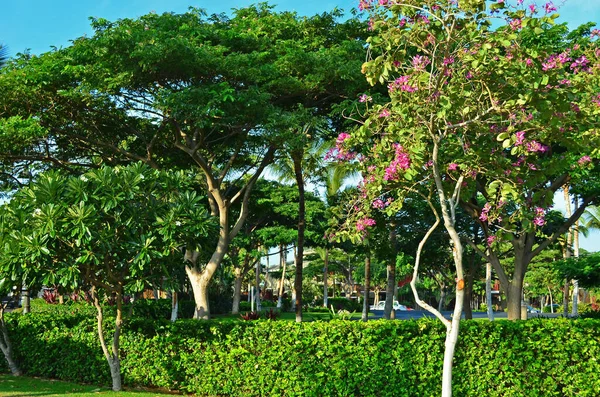 Zona Turística Waikoloa Village Costa Kona Big Island Hawaii — Foto de Stock