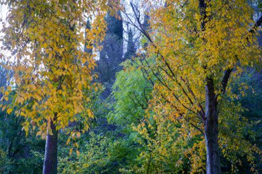 Güzel sonbahar kış orman manzarası fotoğrafçılığı, kış dönemi açık hava manzarası. Yatay yakın çekim fotoğrafçılık. Avrupa 'da doğa fotoğrafçılığı