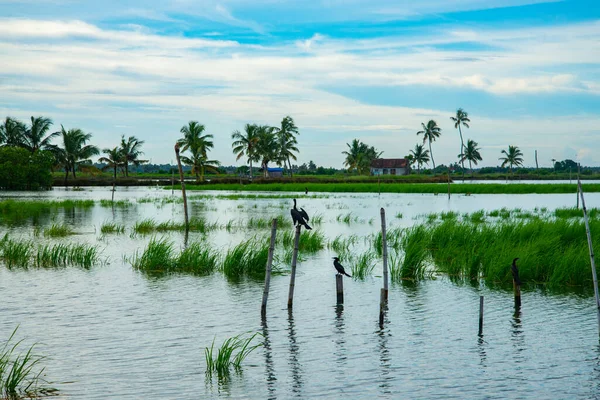 촬영된 아름다운 Kerala Backwater Landscape Photography Kerala Backwater Photography Time — 스톡 사진
