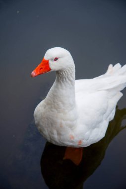 White Goose in pond, Beautiful high quality goose photography