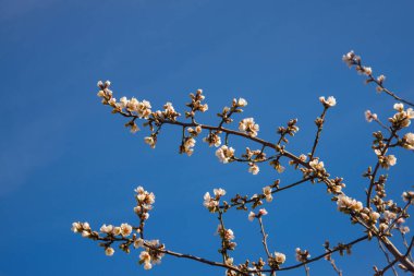 Mavi gökyüzü arka planında beyaz çiçekli badem ağacı dalı, çiçek açan badem ağacı, bahar çiçekleri.