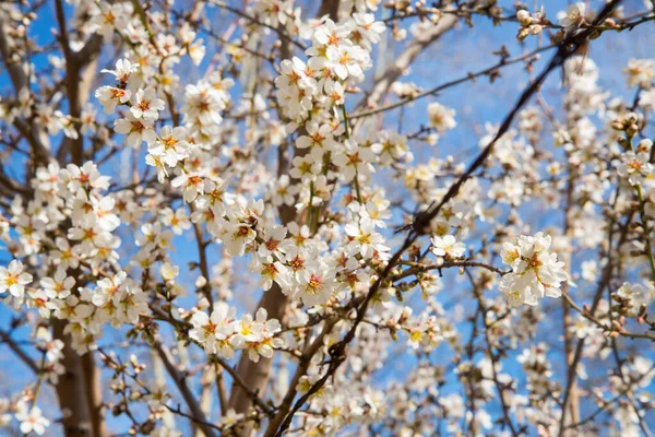 Білі Квіти Алмонд Гілка Алмонд Білими Квітами Дерево Алмонд Цвіте — стокове фото