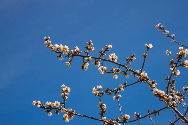 Mandorlo Ramo Con Fiore Bianco Sfondo Cielo Blu Mandorlo Fiore — Foto Stock