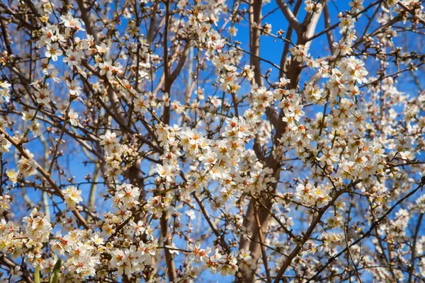 Мигдальна Біла Квітка Фоні Блакитного Неба Мигдальне Дерево Цвітіння Весняні — стокове фото