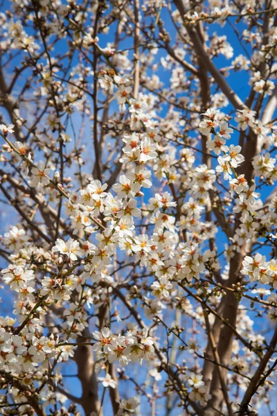 Amandelboom Bloeiend Met Witte Bloemen Amandelwitte Bloem Blauwe Hemel Achtergrond — Stockfoto