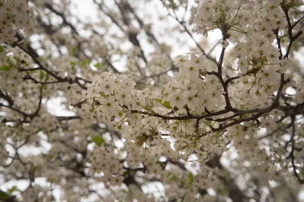 Weiße Kirschblüten Weiße Kirsche Blüht Voller Blüte Kirschblüten Blumen Schöne — Stockfoto