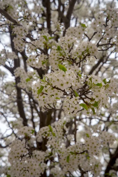 Weiße Kirsche Blüht Voller Blüte Kirschblüten Blumen Schöne Blumen Fotografie — Stockfoto