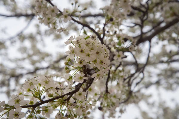 Прекрасна Біла Квітка Квітка Білої Вишні Квітка Вишневого Цвіту Прекрасна — стокове фото