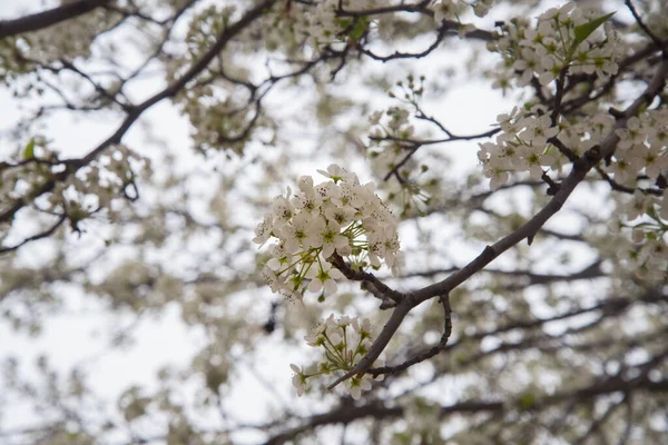 Schöne Weiße Kirschblüten Weiße Kirschblüten Voller Blüte Kirschblüten Blumen Schöne — Stockfoto