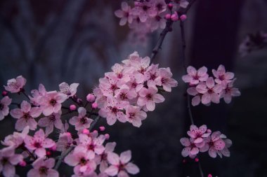 Kiraz çiçeği makro fotoğraf, doğa fotoğrafçılığı.
