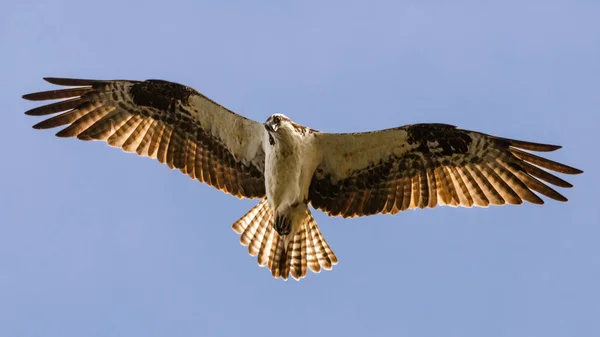 Osprey (Pandion haliaetus) uçuşta ve aşağıya bakıyor. Shasta County, Kaliforniya 'daki Baum Gölü yakınlarında çekilmiş..
