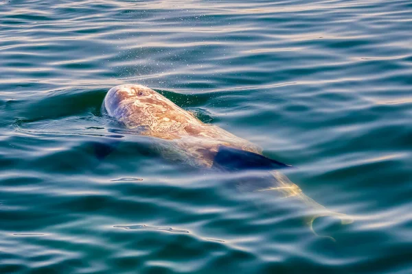 Kaliforniya 'da Monterey Körfezi' nin yüzeyindeki Risso 'nun Yunusu (Grampus Griseus) bir nefes daha almak için nefes alıyor..