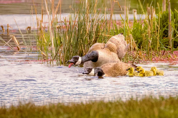 Bir çift Kanada kazları (Branta canadensis), kuş sürülerini istilacılardan korur. Fotoğraf: Shasta County, California, ABD.