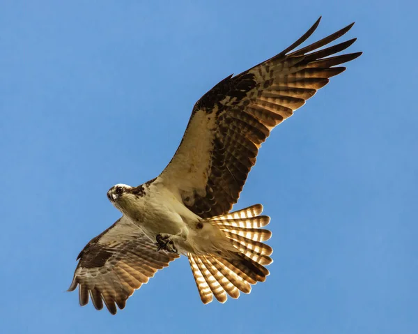 Osprey (Pandion haliaetus) uçuyor ve açık mavi gökyüzünün önündeki kameraya doğru bakıyor. Fotoğraf: Shasta County, California, ABD.
