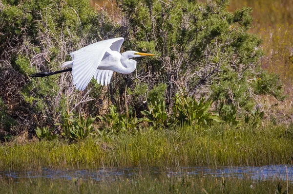 Bataklık üzerinde uçan büyük balıkçıl (Ardea alba). Arka planda sagebrush 'ı gösteriyor ve Lassen County, Kaliforniya, ABD' de çekilmiş..