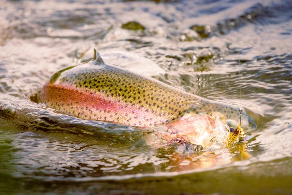 Büyük gökkuşağı alabalığı (Oncorhynchus mykiss) ağzında bir yemle dövüşür. Shasta County, Kaliforniya 'daki Baum Gölü' nde çekilmiş ve sıcak, rüya gibi bir görünüm için işlenmiş..