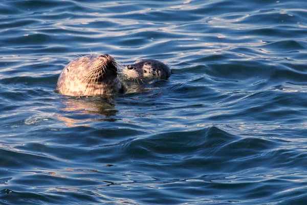 Liman foku (Phoca vitulina) anne ve yavru yüzer ve birbirlerine karşı sevgi dolu görünürler. Fotoğraf: Pacific Grove California, ABD.  