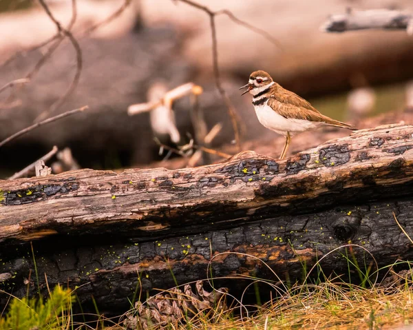 Ormanda bir Killdeer (Charadrius vociferus) ve vokal. Plumas County, Kaliforniya 'daki Antelope Gölü yakınlarında çekilmiş..