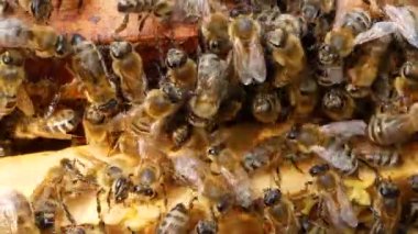 Arı kovanının içinde balmumu ve bal bulunan ahşap bir çerçevede sürünecek çok arı var. Bal üretimi. Makro fotoğrafçılık. Çevre dostu bal üretimi