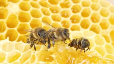 Arılar altın bal peteklerinde otururlar, uzun hortumlar nektarı işlerler. Makro fotoğrafçılık. Apiary, arı balı üretimi. Doğal Tatlı Ürün