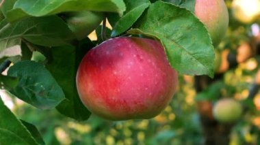 Bahçedeki bir dalda olgun kırmızı bir elma. Çevre dostu meyvelerin yetiştirilmesi. Sağlıklı beslenme kavramı, meyve çerezi