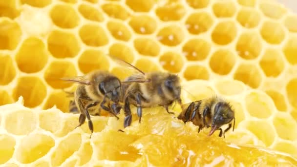 Μέλισσες Κάθονται Χρυσά Κηρήθρα Ένα Μακρύ Προβοσκίδα Επεξεργασία Νέκταρ Μακρο — Αρχείο Βίντεο