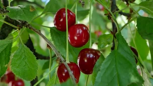 Ağaçta Olgun Kiraz Meyveleri Vitamin Böğürtlen Hasadı Yazın Bahçede Böğürtlen — Stok video
