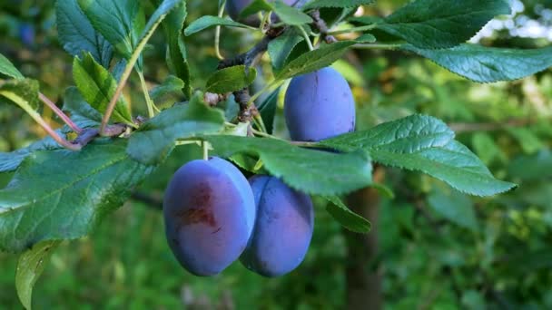 Ciruelas Azules Maduras Una Rama Jardín Cultivo Frutas Orgánicas Vitamínicas — Vídeo de stock